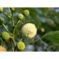 矿山生态修复植草**大量灌木种子木豆银合欢南宁出货